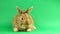 Brown cute fluffy brown rabbit sits on a green background and wiggles his ears and nose