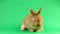 Brown cute fluffy brown rabbit sits on a green background and wiggles his ears and nose