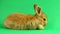 Brown cute fluffy brown rabbit sits on a green background and wiggles his ears and nose