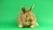 Brown cute fluffy brown rabbit sits on a green background and wiggles his ears and nose