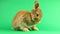 Brown cute fluffy brown rabbit sits on a green background and wiggles his ears and nose