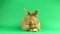 Brown cute fluffy brown rabbit sits on a green background and wiggles his ears and nose