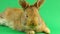 Brown cute fluffy brown rabbit sits on a green background and wiggles his ears and nose