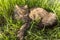 Brown cute fluffy cat lying in the fresh green grass