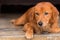 Brown cute hair dog with a little smile