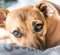 Brown cute puppy dog isolated on white, green background - rescue pet dog with adorable eyes