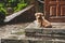 Brown cute puppy dog sits steps house