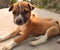 Brown Cute Puppy sitting on the Concrete Road