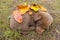 Brown cute puppy sleeps covered with autumn leaves