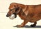 Brown Dachshund Dog Carrying Baseball in its Mouth