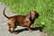 Brown dachshund. Funny red-haired dachshund dog walks in the park in the fresh air. Walking purebred dogs in summer on a sunny day