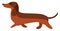 Brown dachshund, illustration, vector