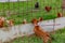 Brown dachshund looking at free chickens in the farmyard