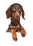 Brown Dachshund puppy over banner