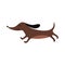 Brown dachshund running with eyes closed - cute cartoon wiener dog