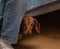 Brown dachshund sits under the bed and peers out from  the owner`s feet