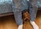 Brown dachshund sits under the bed and peers out from  the owner`s feet