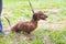 The brown dachshund is sitting on the grass near the owner on the leash during the walk_