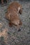 Brown dachshund sleeping on floor