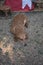 Brown dachshund sleeping on floor