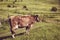 Brown dairy cow enjoy summer green grass. Farm animal. Rural landscape. Farming concept. Georgian meadow. Georgia. Ecotourism. Mou