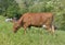 Brown dairy cow grazing in meadow