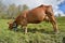 brown dairy cow grazing in pasture in alpine mountain