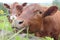 Brown Dairy Cow Smelling Dandelion