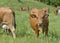 Brown dairy cows in pasture