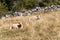 Brown dairy cows resting in the grass - Italian Alps