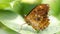 brown damaged butterfly resting on a leaf, macro photography of this delicate Lepidoptera