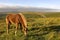 Brown Dartmoor Pony