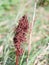 Brown dead dried leaf part up close nature field plants