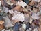 Brown decaying mixed autumn leaves on a forest floor with raindrops