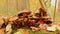 Brown decaying mushrooms on the forest floor