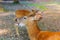 Brown deer eating on blurred forest background