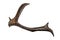 Brown deer horn isolated