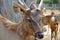 Brown deer with horn standing in a field