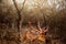 Brown deer resting in a dry, arid environment