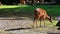 Brown deers feeding on grass in field