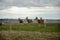 Brown deers on the grass field under the cloudy and rainy sky