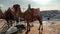 Brown desert camel near Goreme in Capadocia, Turkey