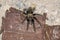Brown desert tarantula crawling across a rusty old can on top of rocks and dirt