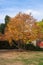 Brown discolored tree in autumn