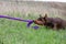 Brown doberman dobermann dog plays tug of purple. Lying huddled to the ground on the lawn. Horizontal orientation.