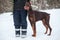 Brown doberman dog standing near man cynologist at winter season