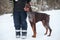 Brown doberman dog standing near man dog-fancier at snow, winter season
