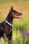 Brown doberman in flowers