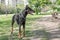 Brown Doberman pinscher portrait in the park