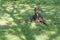 Brown Doberman pinscher portrait in the park